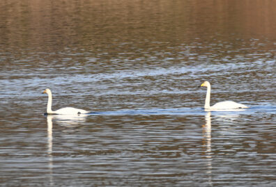 AktNatBeo-230101-sj-08-Singschwaene_Hirschauer_Bucht_Sasha_Jumanca