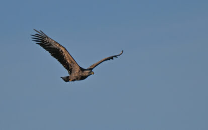 AktNatBeo-230101-sj-09-Seeadler_Hirschauer_Bucht_Sasha_Jumanca