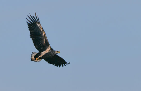 AktNatBeo-230101-sj-11-Seeadler_Hirschauer_Bucht_Sasha_Jumanca
