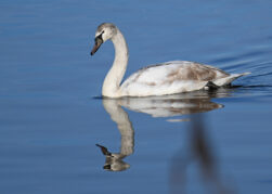AktNatBeo-230101-sj-12-Hoeckerschwan_Hirschauer_Bucht_Sasha_Jumanca