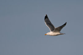 AktNatBeo-230101-sj-14-Mittelmeermoewe_Hirschauer_Bucht_Sasha_Jumanca