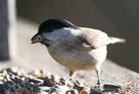 AktNatBeo-230101-sj-15-Sumpfmeise_Hirschauer_Bucht_Sasha_Jumanca