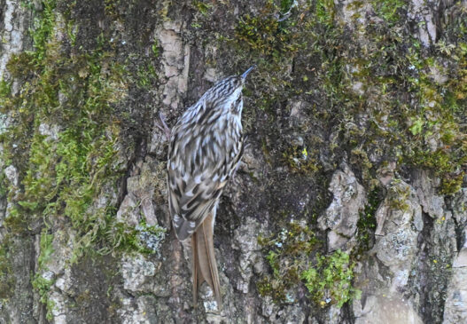 AktNatBeo-230101-sj-16-Waldbaumlaeufer_Hirschauer_Bucht_Sasha_Jumanca