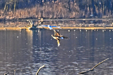 AktNatBeo-230101-sj-17-Seeadler_mit_Fisch_Hirschauer_Bucht_Sasha_Jumanca-Ausschnitt-Belegfoto-1140pix