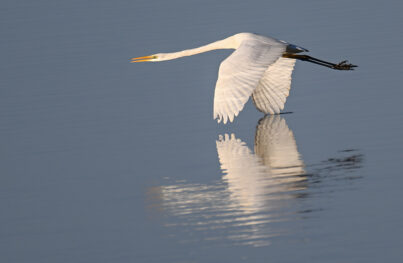 AktNatBeo-230101-sj-18-Silberreiher_Hirschauer_Bucht_Sasha_Jumanca