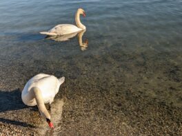 Dreikönigs-Impressionen