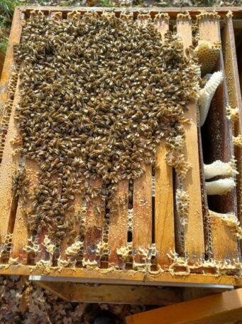 wintertraube_foto_c. engelschall Bezirk Oberbayern