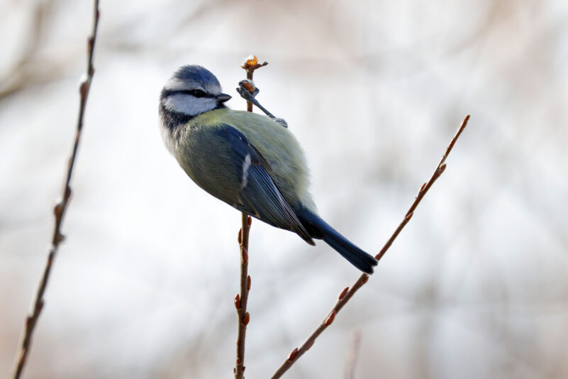 AktNatBeo-230307-hw-01 Blaumeise Hirschauer Bucht 03.2023_Y5A5644