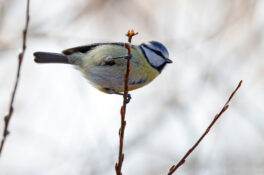 AktNatBeo-230307-hw-02 Blaumeise Hirschauer Bucht 03.2023_Y5A5660