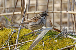 AktNatBeo-230307-hw-03 Rohrammer mPK Hirschauer Bucht 03.2023_Y5A5460