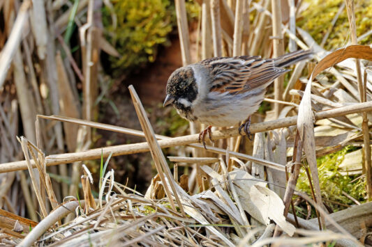 AktNatBeo-230307-hw-04 Rohrammer mPK Hirschauer Bucht 03.2023_Y5A5683
