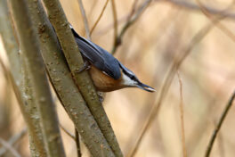AktNatBeo-230307-hw-05 Kleiber Hirschauer Bucht 03.2023_Y5A5743