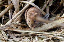 AktNatBeo-230307-hw-06 Roetelmaus (Myodes glareolus) Hirschauer Bucht 03.2023_Y5A5750
