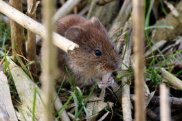 AktNatBeo-230307-hw-07 Roetelmaus (Myodes glareolus) Hirschauer Bucht 03.2023_Y5A5909