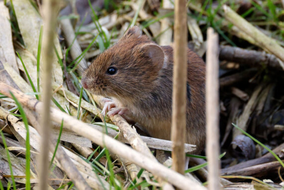 AktNatBeo-230307-hw-08 Roetelmaus (Myodes glareolus) Hirschauer Bucht 03.2023_Y5A5997