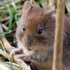 AktNatBeo-230307-hw-09 Roetelmaus (Myodes glareolus) Hirschauer Bucht 03.2023_Y5A6010