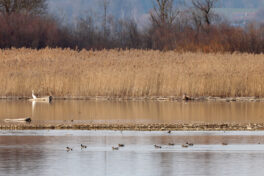 AktNatBeo-230307-hw-11 Spiessenten Hirschauer Bucht 03.2023_Y5A6084