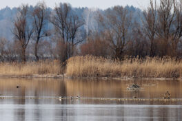 AktNatBeo-230307-hw-12 Brandgaense Hirschauer Bucht 03.2023_Y5A6098