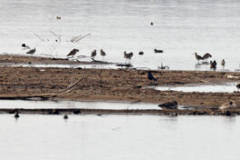 AktNatBeo-230307-hw-13 Grosse Brachvoegel Hirschauer Bucht 03.2023_Y5A6428