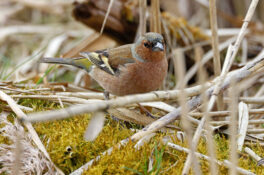 AktNatBeo-230307-hw-14 Buchfink mPK Hirschauer Bucht 03.2023_Y5A6453