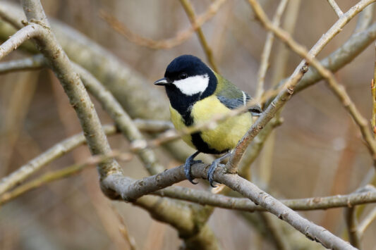 AktNatBeo-230307-hw-16 Kohlmeise Hirschauer Bucht 03.2023_Y5A6052