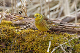 AktNatBeo-230307-hw-17 Goldammer mPK Hirschauer Bucht 03.2023_Y5A6741-klein