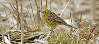 AktNatBeo-230307-hw-18 Goldammer mPK Hirschauer Bucht 03.2023_Y5A6795-1500x666pix