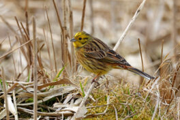 AktNatBeo-230307-hw-18 Goldammer mPK Hirschauer Bucht 03.2023_Y5A6795