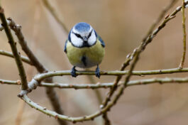 AktNatBeo-230307-hw-19 Blaumeise Hirschauer Bucht 03.2023_Y5A6889