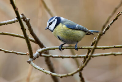 AktNatBeo-230307-hw-20 Blaumeise Hirschauer Bucht 03.2023_Y5A6892