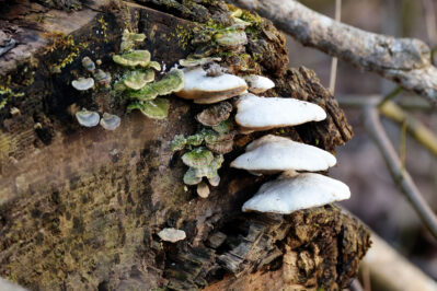 AktNatBeo-230307-hw-21 Baumpilze Lachsgang 03.2023_Y5A6991