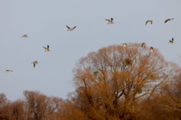 AktNatBeo-230307-hw-22a Grosse Brachvoegel Lachsgang 03.2023_Y5A7049