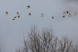 AktNatBeo-230307-hw-22b Grosse Brachvoegel Lachsgang 03.2023_Y5A7090