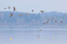 AktNatBeo-230307-hw-24a Blaessgaense Nonnengaense Graugaense Lachsgang 03.2023_Y5A7167