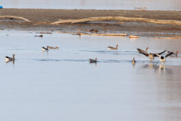 AktNatBeo-230307-hw-24b Blaessgaense Nonnengaense Graugaense Lachsgang 03.2023_Y5A7204