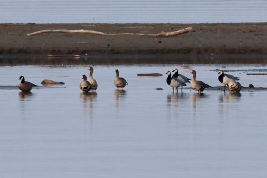 AktNatBeo-230307-hw-25 Blaessgaense Nonnengaense Kanadagans Lachsgang 03.2023_Y5A7223