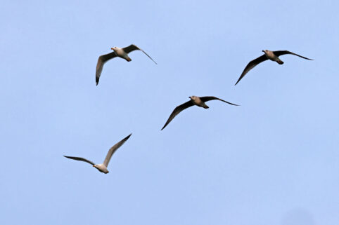 AktNatBeo-230307-hw-26 Mittelmeermoewen Lachsgang 03.2023_Y5A7335