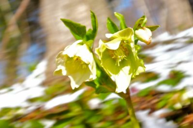 Schneerose-weiß230302DSCF3641