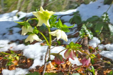 Schneerosen23-03-02DSCF3630