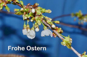 1Frohe Ostern