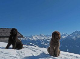 wasserhunde hochfelln 3