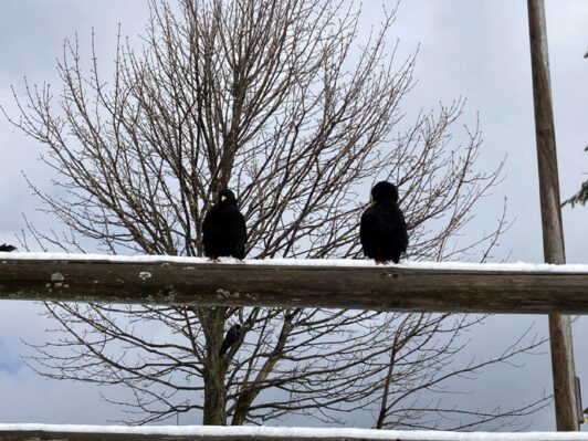 wasserhunde hochfelln 4