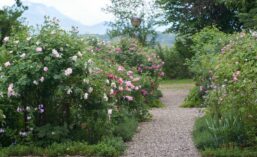 Rosengarten Schlossberg