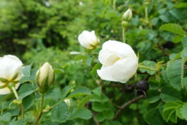 Rosengarten Schlossberg Mai 2023 (1)