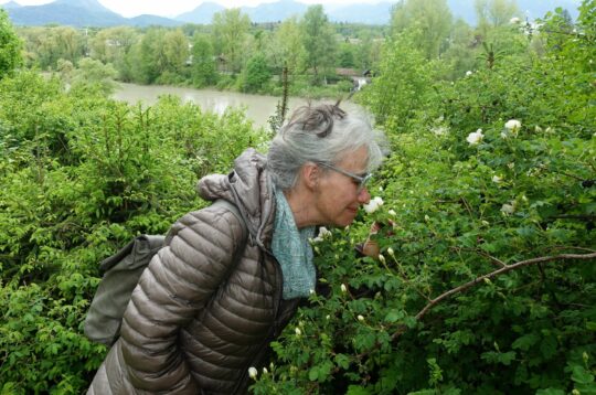 Rosengarten Schlossberg Mai 2023 (3)