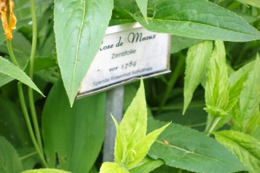 Rosengarten Schlossberg Mai 2023 (7)