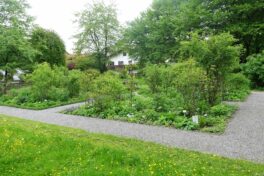 Rosengarten Schlossberg Mai 2023 (8)