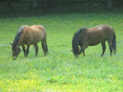 6-Almen-Wanderung am Samerberg