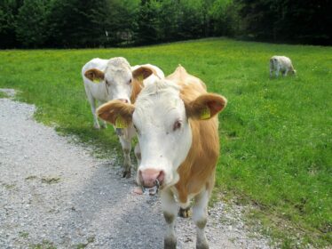 6-Almen-Wanderung am Samerberg