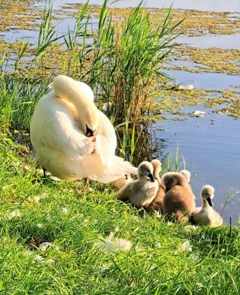 Schwanennachwuchs (1)